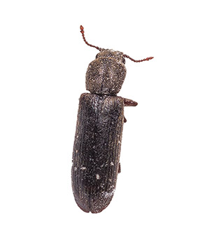 Powderpost Beetle