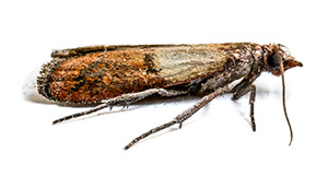 Indian Meal Moth