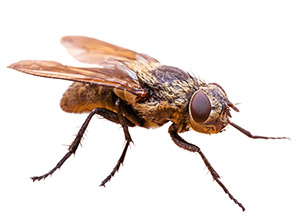 House Fly