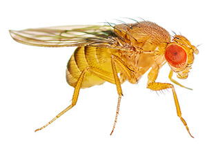 Fruit Fly