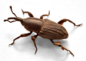 Rice Weevil