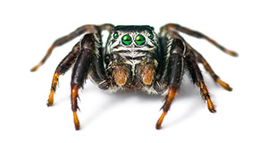 Jumping Spiders