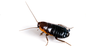 Oriental Cockroach