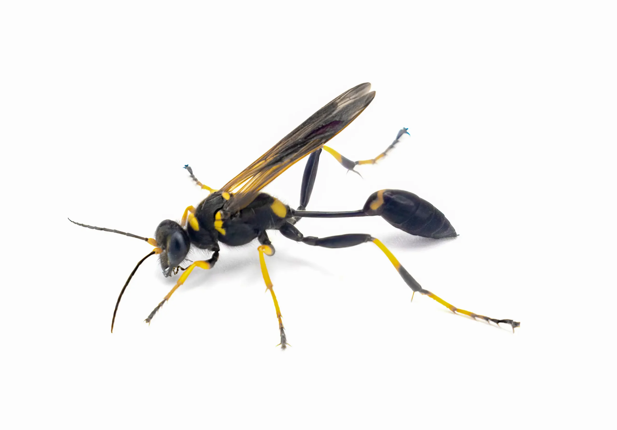 Close up image of a Mud Dauber wasp. width=